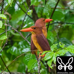 アカショウビンのツーショットは、沖縄本島ではなかなかないので嬉しいですね。