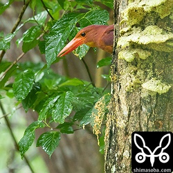 まだ、巣穴の入り口も小さいようで出るときは苦労していた。