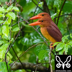 手前がメスで奥がオス。