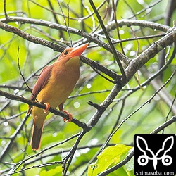 雨が降り、活性が上がって元気に過ごしていました。沖縄本島のアカショウビンは、どんな餌をヒナに持ってくるのか今後の経過が楽しみです。^^