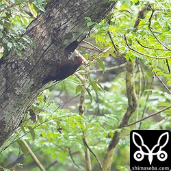 オスは、何か甲虫を運んできまいたが、種類不明。