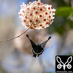 シロオビアゲハもサクラランにやって来た。