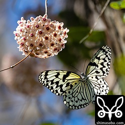 サクラランに吸蜜に来たオオゴマダラ。