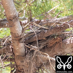 メスに獲物をプレゼントしたオスは、そのまま巣に入り、巣作りをしていました。オスの赤い瞳が巣の向こうにのぞいています。