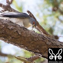 ツミのオスが求愛給餌の獲物をメスのために捌いています。