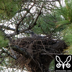 こちらのツミはすでに抱卵に入っていました。7月の初めには巣立ちが見られると思います。