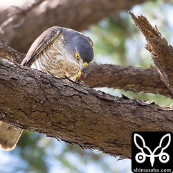 オスから獲物をプレゼントされたツミのメス。メジロのヒナでしょうか。