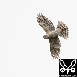 急旋回に急降下でカラスを蹴散らしていた。鈍重な旅客機に戦闘機が攻撃を仕掛けるようなものです。^^;