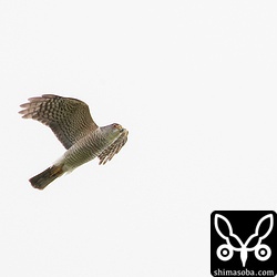 縄張りへのカラスの侵入に怒り心頭でスクランブルをかけるツミのオス。