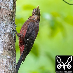 ノグチゲラのオス。美しいキツツキです。