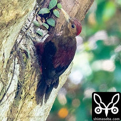 枯れた木で獲物を探すオス。