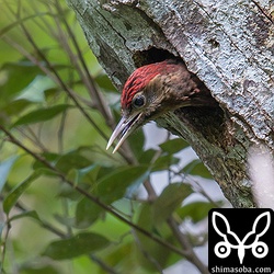 巣から顔を出すノグチゲラのヒナ。ヒナは、オスのように頭が赤い。