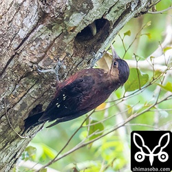 メスのノグチゲラ。オスに比べると控えめな色合い。