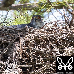 抱卵していたオスのツミは、最高気温31度の暑さに口を開いていた。