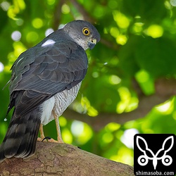 ここのペアも人馴れしているので、子どもたちが騒ぎ回ろうがお構いなし。