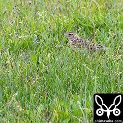 久住高原では、泊まった部屋の前をヒバリが歩いていた。