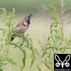 ホオアカはあちこちにいました。