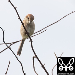 これはモズの幼鳥?