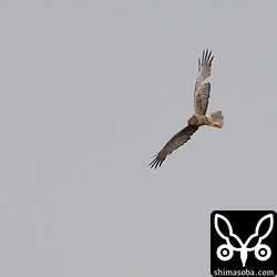 チュウヒは、そこそこ近くを飛んでくれるのですが、400mmレンズでは少し足りませんでした。