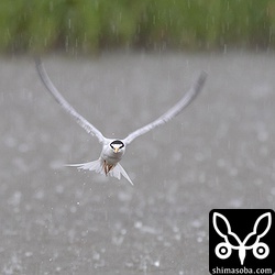 コアジサシを見ていると雲行きが怪しくなり、土砂降りに見舞われた。傘をさして撮ったコアジサシ。^^;