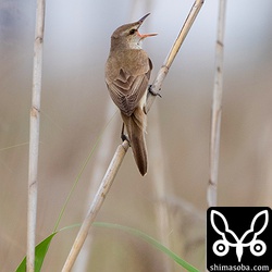 オオヨシキリも数え切れないくらいの数が住み着いていた。