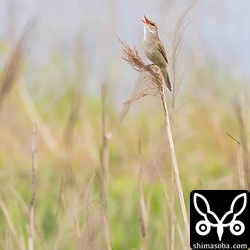 オオヨシキリは、近づくと葦の中に隠れてしまいますが、しばらく待っていると出て来て大きな声でさえずっていた。