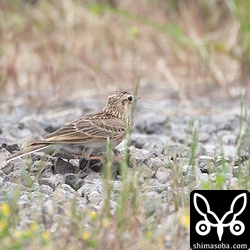 ヒバリもこれから子育てでしょうか。オス同士が喧嘩する姿も何度か見られた。
