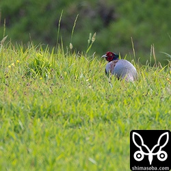 キジも結構な数がいた。