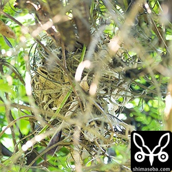 気づかずに巣の真下を通ったらヒヨドリが飛び出した。抱卵中の模様。ヒヨドリの巣っていつもこんな感じのごちゃごちゃしたところに作ってある。