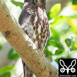 那覇市内のアオバズクもまだ抱卵中。 `昨年は、6月終わりごろに続いた大雨で巣が浸水し、営巣放棄 <https://shimasoba.com/blog/1046/>`_ となった。ことしこそは、頑張ってほしい。