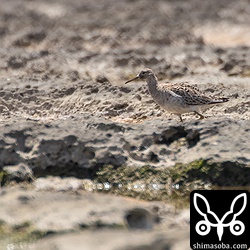 エリマキシギはまだいた。