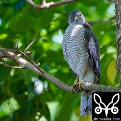 オスが抱卵中なのでメスは、木陰で休んでいた。