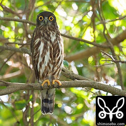 ツミの営巣木から数十メートルのアオバズクも抱卵中。