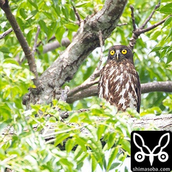 オオコノハズクの親子から20〜30メートルのところにはアオバズクが営巣。3年連続で営巣している。