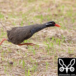 右足にはメタルリングが見えます。