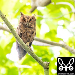 親。メスかオスかは全く分からない。^^; なんとなくメスのような気はする。