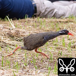 寝そべる沖縄タイムス写真部の隣を走り抜け。