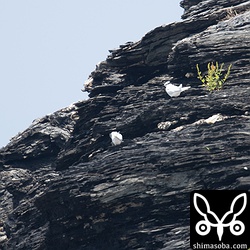 昨年は、台風被害に遭わずたくさんのヒナが巣立った。ことしもたくさんのヒナが巣立つことを願って!!