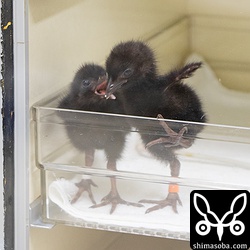 こちらは4日前に孵化したヤンバルクイナのヒナ。餌は、トキ用のペレットにヤンバルクイナに必要な栄養素を配合した特製のものだそうです。