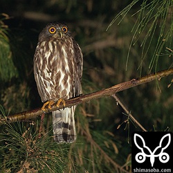 こちらは別のアオバズク。ここもオオコノハズクと営巣場所がかぶっている。最初の2016年に使っていた樹洞は、 `ことしはオオコノハズク取られた <https://shimasoba.com/blog/1200/>`_ 。^^;