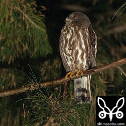 夜も見張り番をしているようで時折、メスが抱卵している樹洞の方を見ていた。