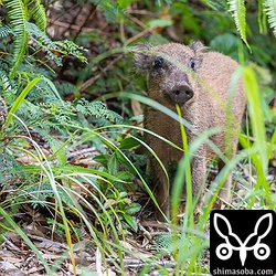 イノシシにも会いました。やんばるで遭遇するイノシシはいつも鈍臭いので近くまで接近できます。