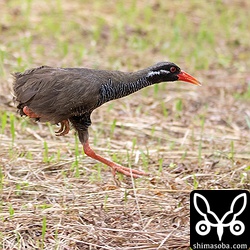 保護した時は、足に麻痺があったそうですが、この走りを見る限りは大丈夫そうだな。