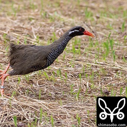 脱兎のごとく走り去っていった。