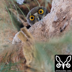 営巣木らしきモクマオウを下から見上げると、アオバズクのメスと目があった。樹洞がかなり浅いようだ。
