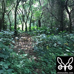 こんな山道を入っていくとオオコノハズクのポイント。カラスバトも何羽かいて、アカギやオオバギの実を食いに来るようだ。