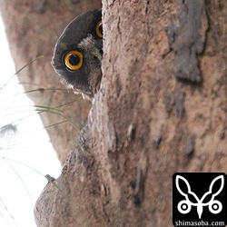 横からも見える。