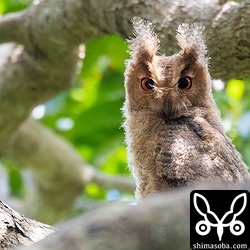 オオコノハズクのヒナは `コノハズクのヒナ <https://shimasoba.com/blog/717/>`_ と似ているけど、頭と体の大きさのバランスや目つきなど可愛いのはオオコノハズクだな。 `アオバズクのヒナ <https://shimasoba.com/blog/707/>`_ とは全く別物。