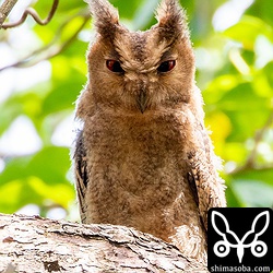 こちらを警戒して羽角を立てている。