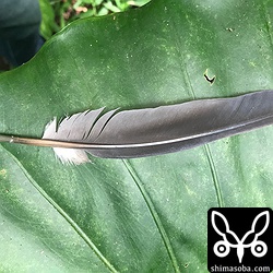 カラスバトの羽も手に入れた。^^